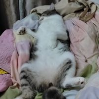 sofeacutie