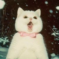 Котеечка_Мур
