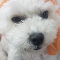 실력자인가?