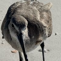Plover_Sprinks