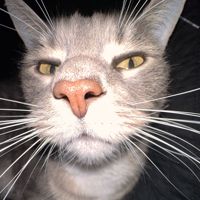 Cattyme265