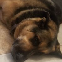 lovemydogbearandmaya