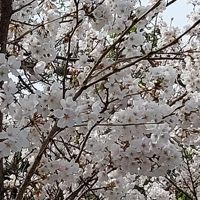 핫탱구
