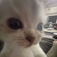 Roxanne12_star837