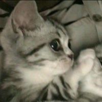 멍캣