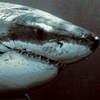 JAWSLORK