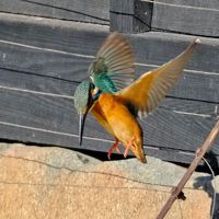 タカミー