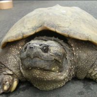 やまうき