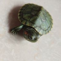 Laorta4_funnyturtle