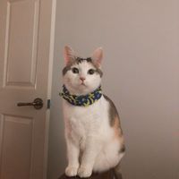 KaylaKo