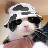 Meomuop2409