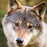 WOLF_STAR_777