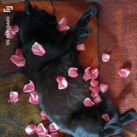 Cyhan-Cat