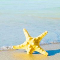 QuyenLe_star_star364