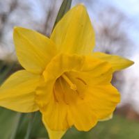 Kater63_star_star392