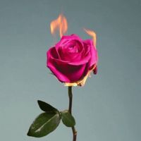 ✨🌹Rebelle_Rose🌹✨