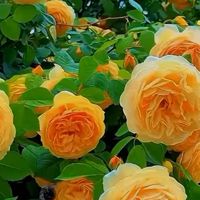 🌿🔥ℛeṧħṁꪖ♡꧂,🌿