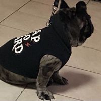 Cats_arecool34