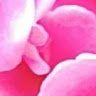 Anam_Islam