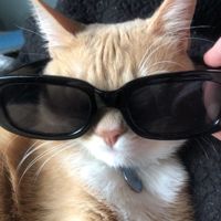 ⋆獅子𝗞in𝗚
