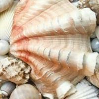 shells•