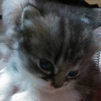 MrLong_star123