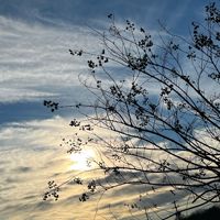 Maurice_star92669719