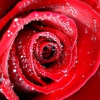Ashim_star731