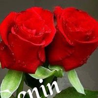Gül⚘gül