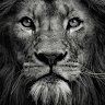 VitalLion