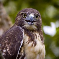 🎶𝐀ⱽᴵᴬᴺ🦅𝐒ᵀᴬᴸᴷᴱᴿ🎶