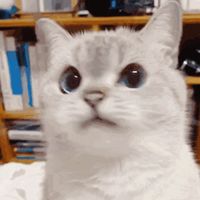 巴*