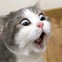 ⠀　　