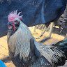 ChickenWhisperer