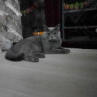 SelimEfeabi