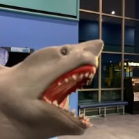 Sharkpuppetof