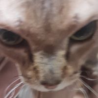 TinyEvil