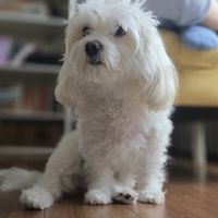 Levo_star75