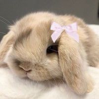BUNNY>:3