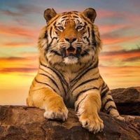 🇷🇺🐯🌅🐾Amitaus🐾🌅🐯🇷🇺