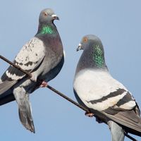 Vole_de_pigeon