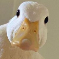 Anonymous_Duck