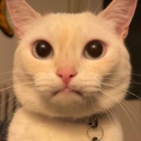Theon_De_Liz