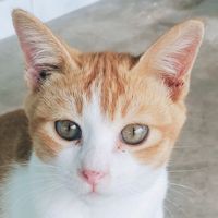 🐬it's_me_cat