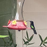 🐦‍🔥Linkit🏝️🌺💋🌎🎵💜