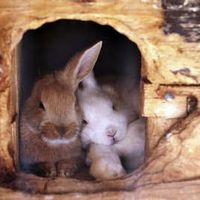 🐇HONEY🐰RABBIT🐇