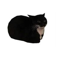 maxwell_the_cat