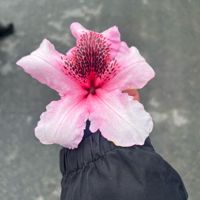Rorosings_star