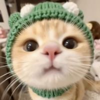 ㅤ🐱