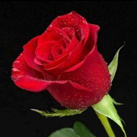 dhanusree_star646